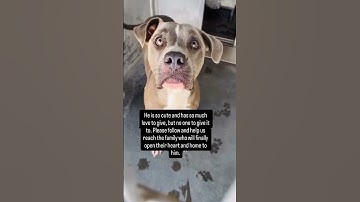 Many have scrolled just ignoring him please donate to help #petsrescue #fyp #goviral #petfood