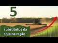 5 ALIMENTOS PARA SUBSTITUIR O FARELO DE SOJA