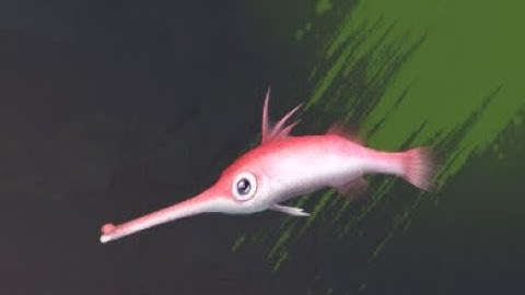 Bless Unleashed - Fishing competition 14/09 Golden Damselfish, Hémichromis