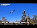 FOBBV CAM🦅Lady Of The Lake Chilling On The Headless Tree🌲2023-02-07