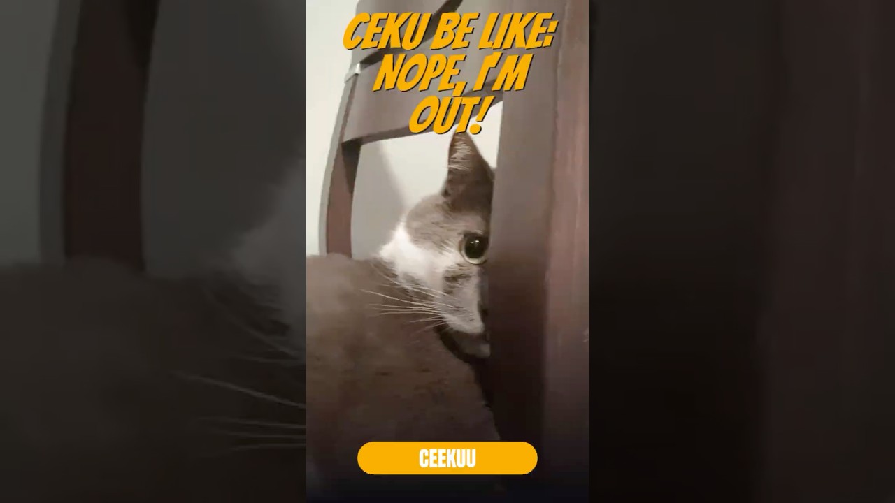 🐾 Ceekuu’s Paw Adventures