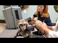 Valentine the fox goes to the vet