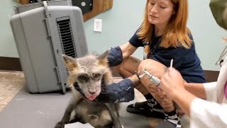 Valentine the fox goes to the vet