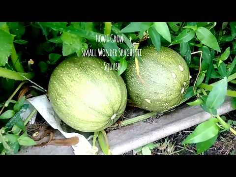 How To Grow Small Wonder Spaghetti Squash Part 2#