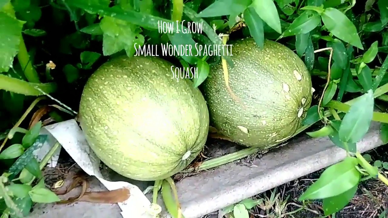 How To Grow Small Wonder Spaghetti Squash Part 2 Youtube How To Grow Small Wonder Spaghetti Squash Part 2 Youtube