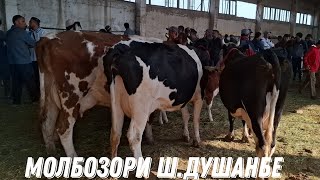 картинка: 😱НАРХХО АРЗОН Ё КИММАТ🤷‍♂️. МОЛБОЗОРИ ЛЕНИНСКИЙ РАЙОН. 8 октября 2025 г