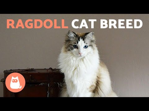 Video: Ragdoll Cat Breed Fakta, bilder och vård Tips