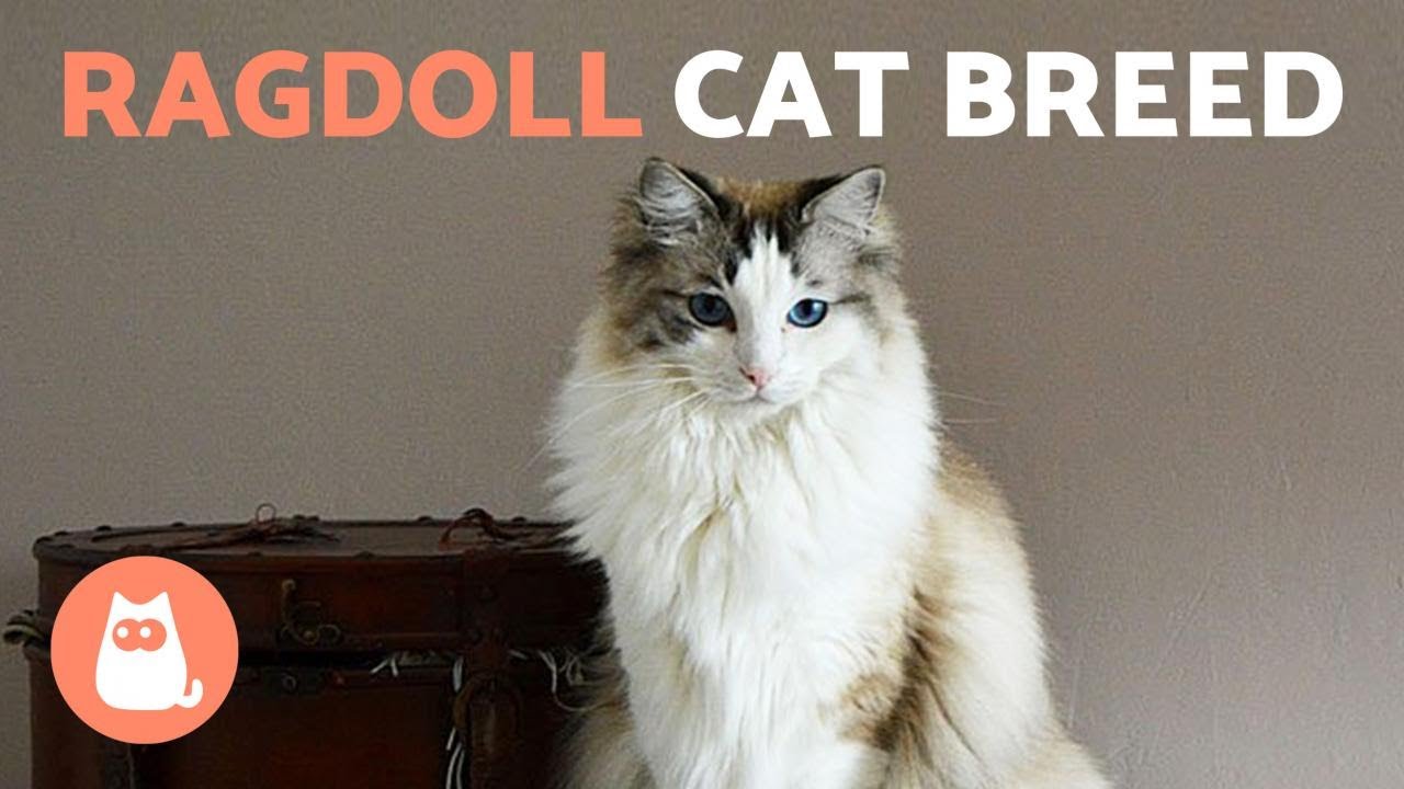 RAGDOLL CAT BREED 🐱 (Characteristics, Care and Fun Facts) - YouTube