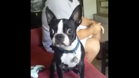 Boston Terrier LOVES Starbucks!