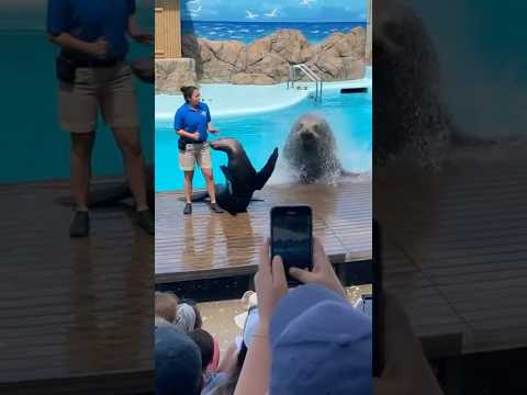 Sea Lion Crashes The Show Shorts