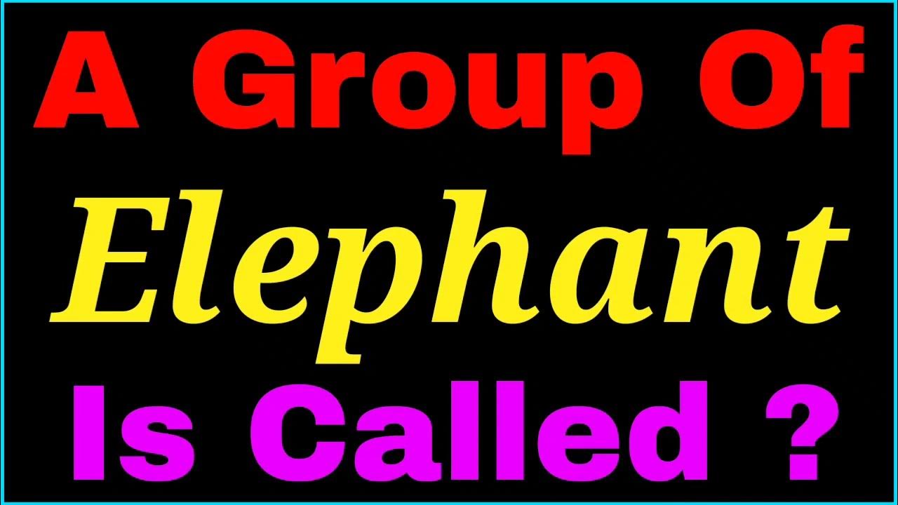 A group of Elephant is called | collective noun of Elephant - YouTube
