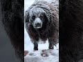 ✨ The snow gods have spoken.✨ The Void has been blessed. #dogshorts #funnydogs #voiddog #snowdog