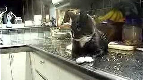 Cat Nipped! My 3 cat