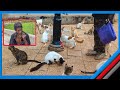 UTASHANGAA MZEE AJITOLEA KWA MIAKA 20 KULISHA PAKA WA FORODHANI ZANZIBAR MWENYEWE AFUNGUKA UTASHANGAA MZEE AJITOLEA KWA MIAKA 20 KULISHA PAKA WA FORODHANI ZANZIBAR MWENYEWE AFUNGUKA