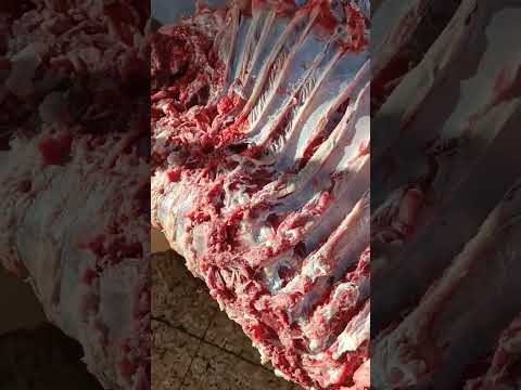اهم ربع في العجل مع اغلى قطعه لحم