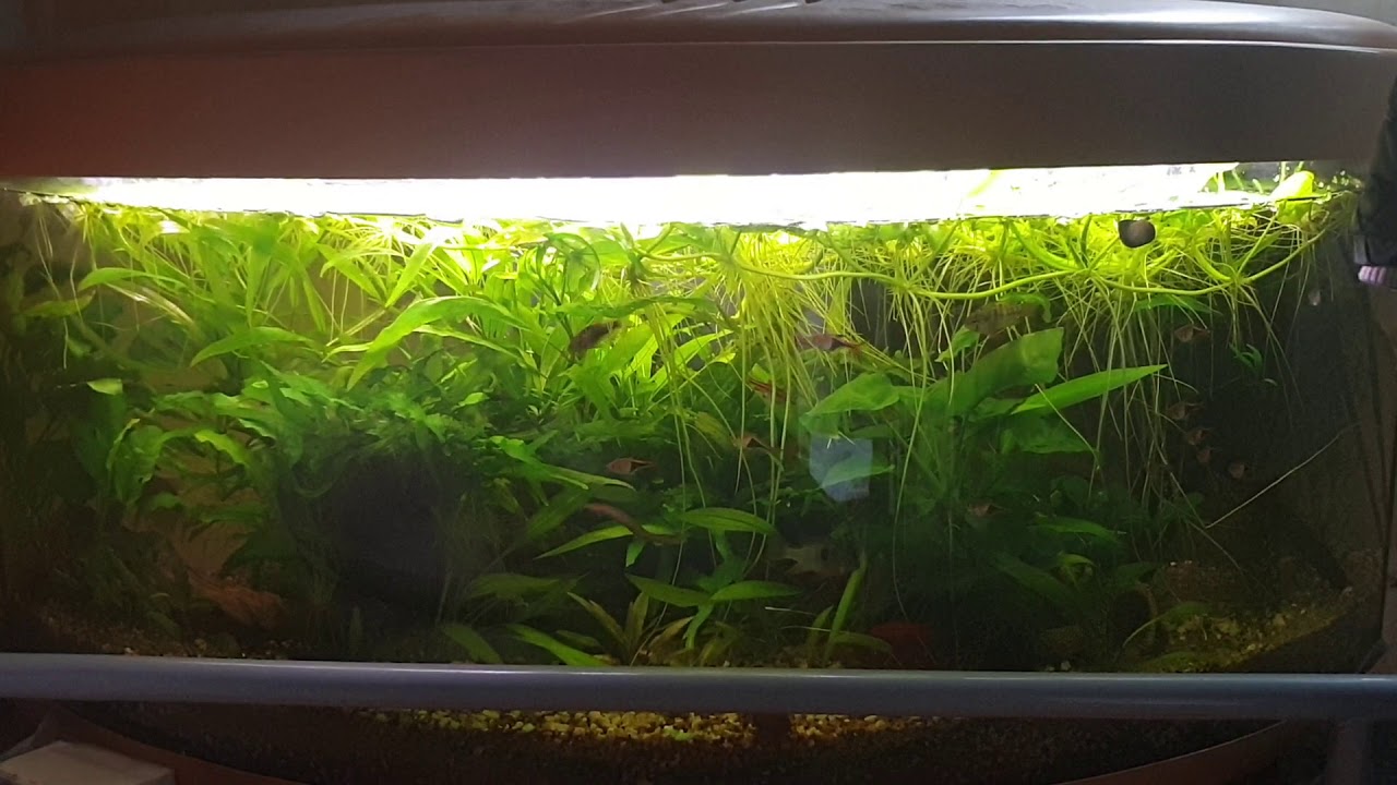 Community fish tank 3 YouTube