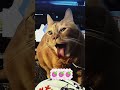 #shorts #funny #video #pets #prank