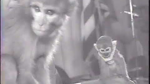 Meet The First Monkeys in SPACE! Able and Baker!