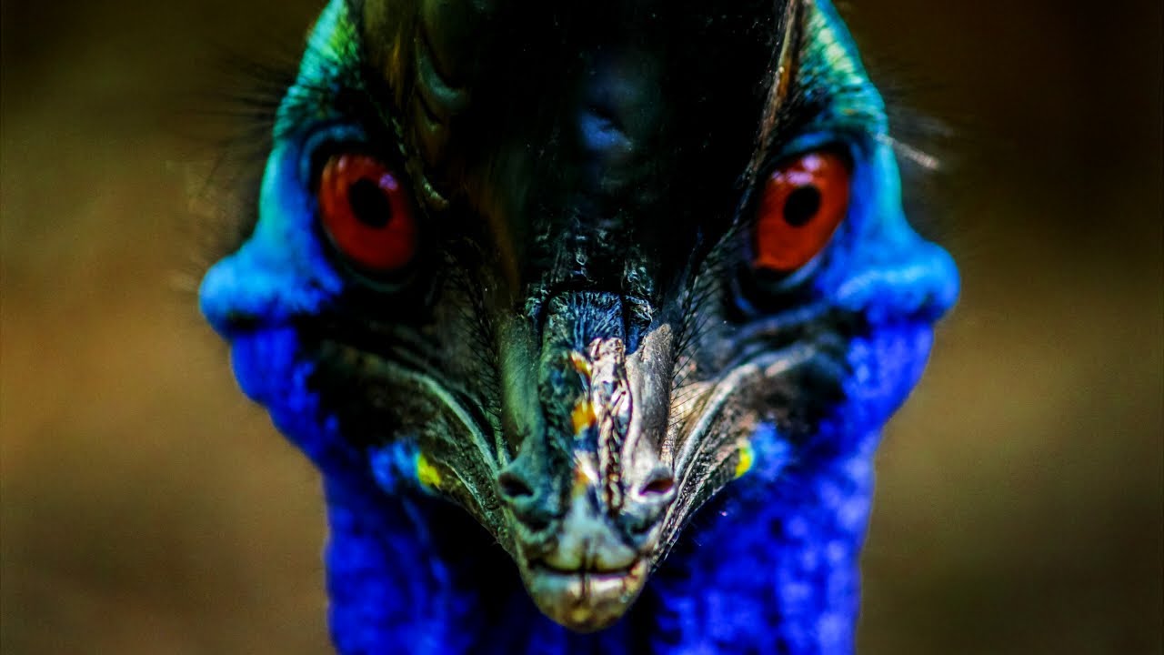 世界最強 飛べない 鳥類強さランキングtop10 Youtube