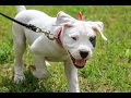 Dogo argentino puppies