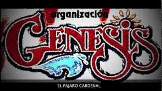 Video thumbnail of "ORGANIZACION GENESIS - EL PAJARO CARDENAL"