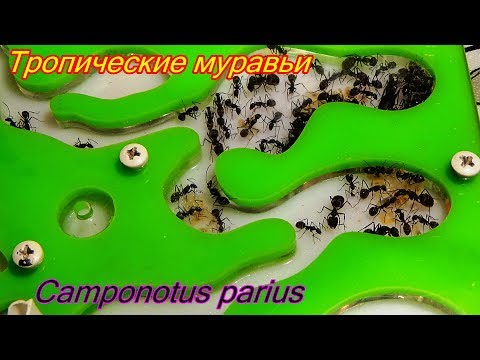 Тропические муравьи.Camponotus parius