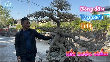 Nam Lê Bonsai | Đi Vào Chi Tiết Cây Sanh Đã Xây Dựng Tốt Giúp Em Trung (Hà Nội)