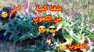 جولة بحث عن العكوب | كعوب | سلبين Kereng