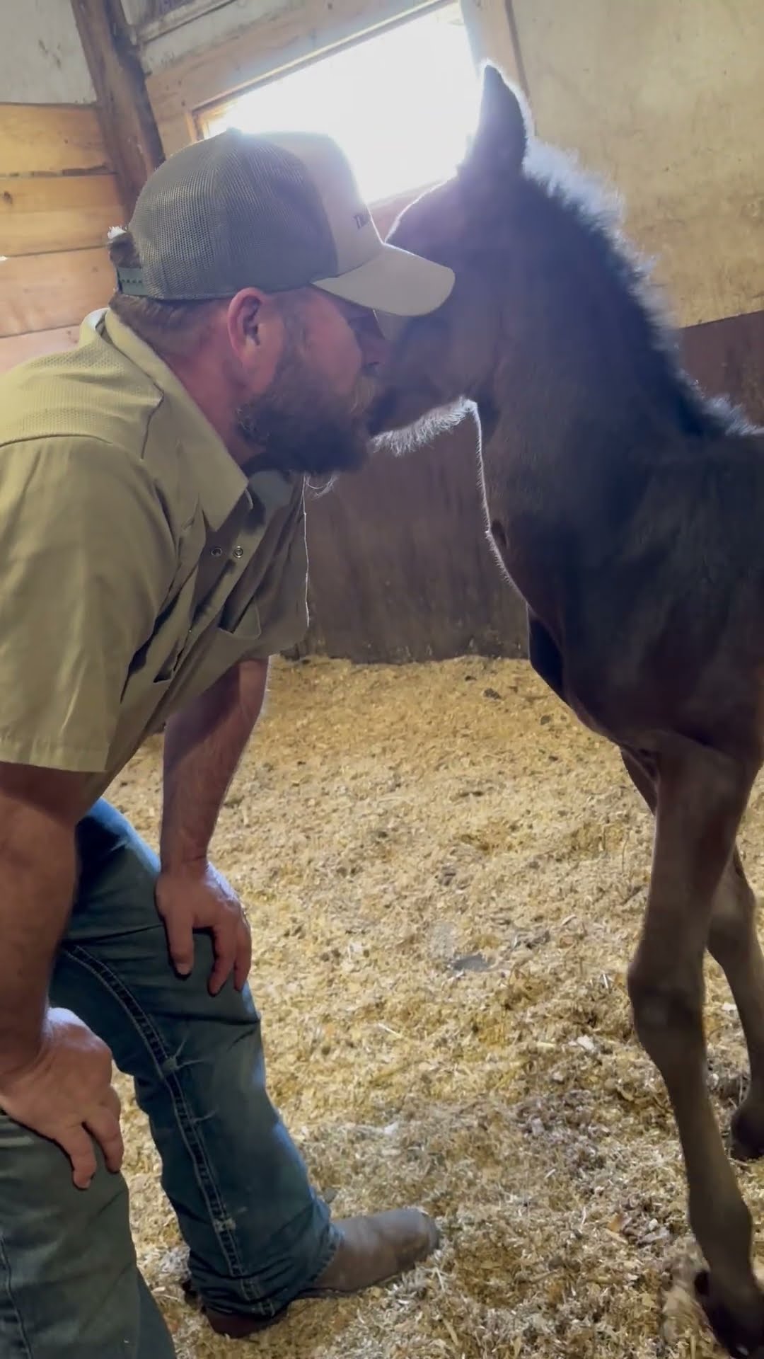Teaching A Foal To Hug || ViralHog