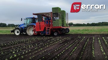 Ferrari Futura Autoplanter – Valeriana automated planting
