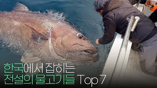 한국에서 잡히는 전설의 물고기 Top 7 !!