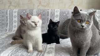 British shorthair kittens of different colors 3,5 months old