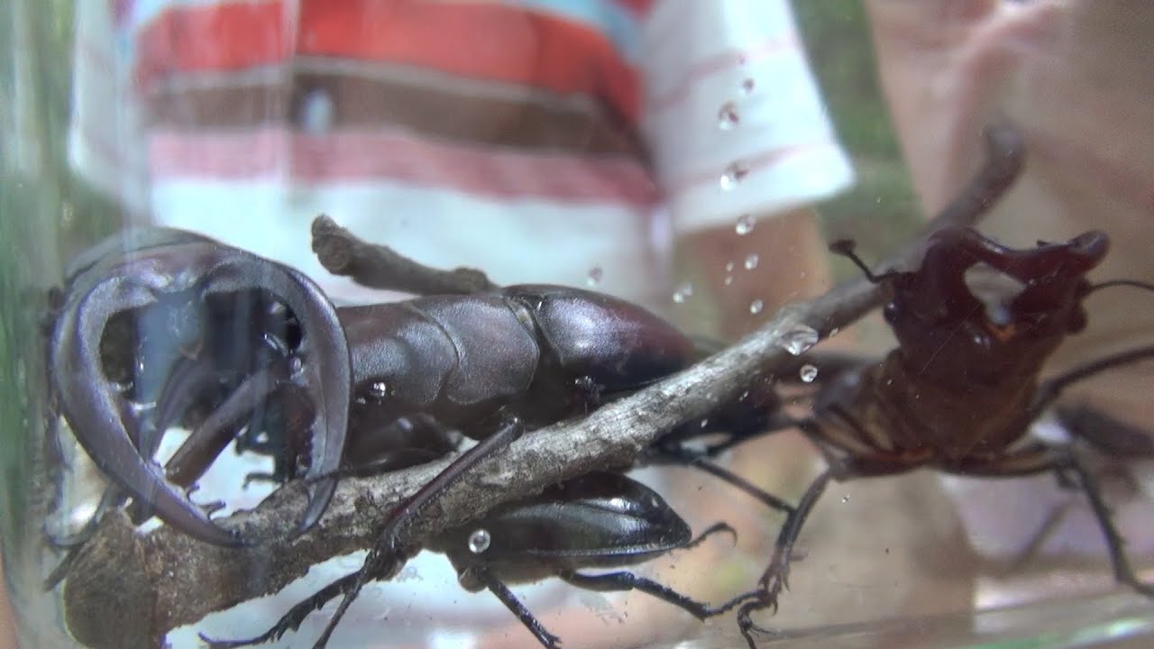 ミヤマクワガタのメスがいればオスもいます カブトムシ クワガタムシ採集catching Large Numbers Of Stag Beetles स ट ग ब टल क बड म त र Youtube