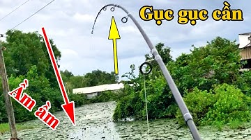 Nhật ký câu cá dạo 2 ! Trúng cá to bãi hoang gục liệt cần | THÚ VUI MIỀN TÂY. Tập 392