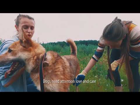 Это просто собака