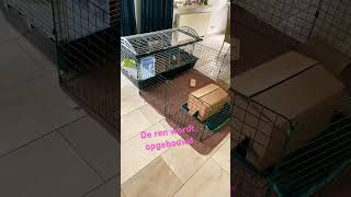 Download Lagu De ren en de cavia’s MP3