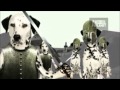 Dogs 101 - Dalmation の動画、YouTube動画。