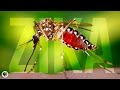 Understanding the Roman Empire and Zika Virus