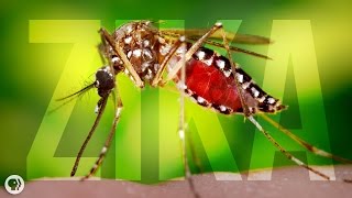 Where Did Zika Come From? Resimi