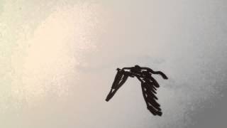 Crow Test Animation