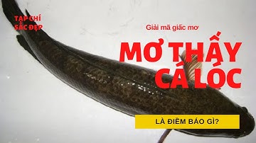 Nằm Mơ Thấy Cá Lóc Điềm Báo Gì, Đánh Số Mấy Chuẩn Nhất?