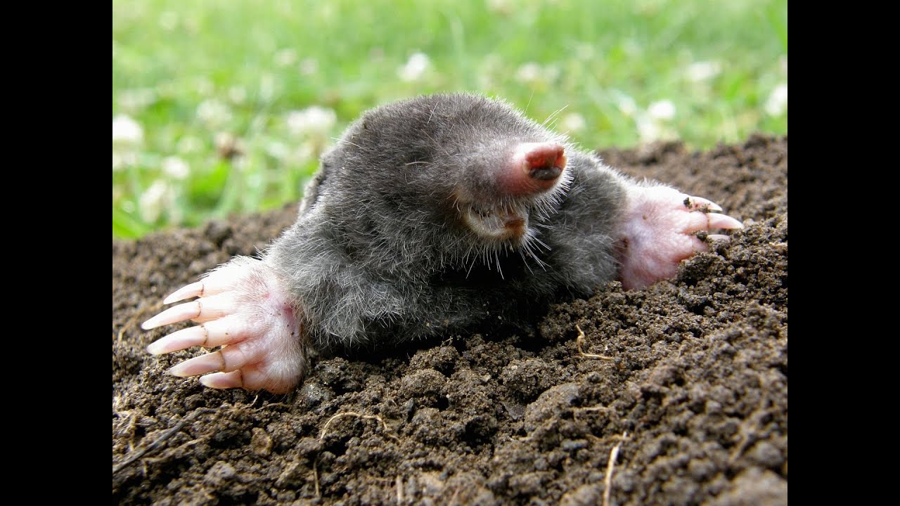 Chytili jsme krtka obecného :)