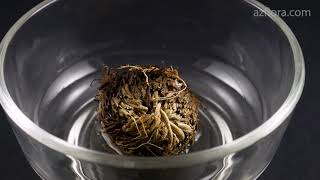 ROSE OF JERICHO | BACK TO LIFE IN 4 HOURS!