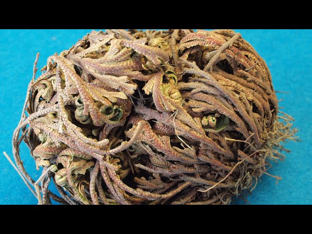 may chang plant Buy 100% Pure Litsea Cubeba May Chang Essential Oil in Bulk & Retail  SVA  Naturals  Sva Naturals