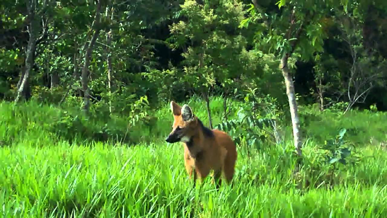 Lobo Guará - YouTube