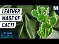 How Is Cactus Leather Made? | Future Blink