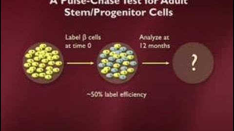 Understanding Embryonic Stem Cells Part 5 of 6