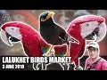 Lalukhet Birds Market | Birds in Karachi | Talking Parrot | Baby Parrot | Video URDU/Hindi