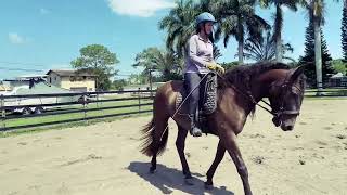 Qash ASm Lusitano gelding 4 available proper home