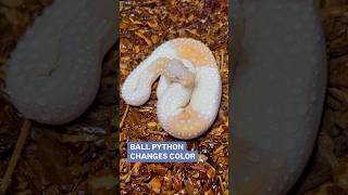 My Ball Python CHANGES Colors! Profile